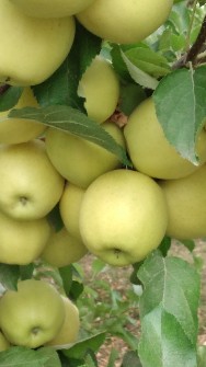  میوه | سیب سیب درختی لبنان زرد و قرمز و سیب بهاری و گلاب ،شلیل و آلو