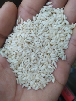  غلات | برنج عنبر بو خوزستان