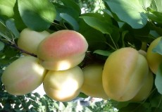  میوه | زردآلو شاهرودی وقیصی