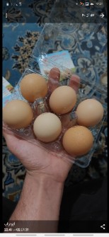  مواد پروتئینی | تخم مرغ تخم مرغ محلی