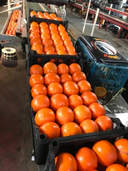  میوه | پرتقال تامسون صادرات عراق و افغانستان