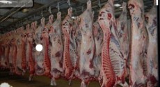  مواد پروتئینی | گوشت گوشت قرمز گوسفند وبز غاله