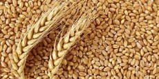  غلات | گندم گندم اکراین
