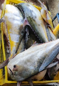  مواد پروتئینی | ماهی ماهی سارم