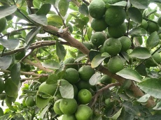  میوه | لیمو ترش لیمو محلی رودان و لیمو لیسبون