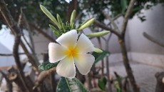  بذر و نهال | گل و گیاه پلومریا - یاس هندی