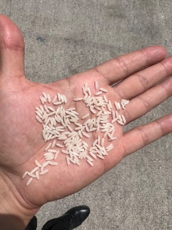 غلات | برنج طارم درجه یک