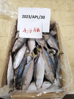  مواد پروتئینی | ماهی ماهی طلال