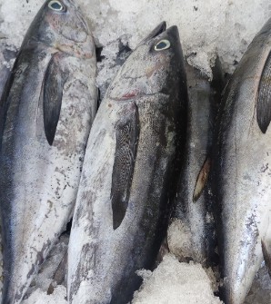  مواد پروتئینی | ماهی انواع ماهی ومیگوی دریایی جنوب