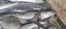  مواد پروتئینی | ماهی ماهی شیر دریایی تازه