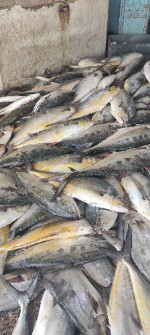  مواد پروتئینی | ماهی ماهی سارم