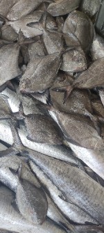  مواد پروتئینی | ماهی حلوا سیاه
