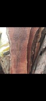  مصالح ساختمانی | چوب فروش چوب گردو صنوبر عناب