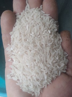  غلات | برنج هاشمی و فجر و طارم و دیگر برنج های بومی و محلی