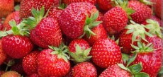  میوه | توت فرنگی طبیعی و ارگانیک