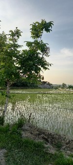  غلات | برنج شیرودی ارگانیک