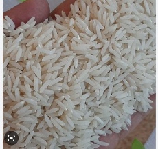 غلات | برنج برنج شيرودي درجه يك