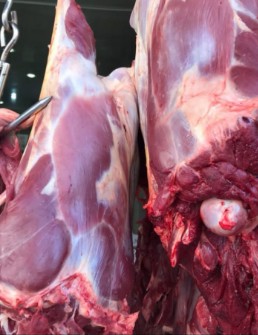  مواد پروتئینی | گوشت شتر
