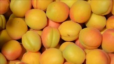  میوه | زردآلو زردآلو سلطنتی