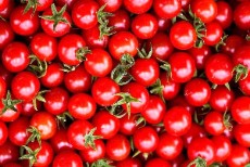  صیفی | گوجه انواع گوجه ها