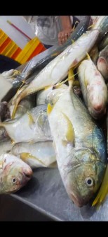  مواد پروتئینی | ماهی ماهی گشران دم زرد