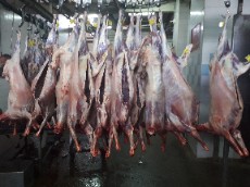  مواد پروتئینی | گوشت لاشه گوسفندی تازه کشتار روز