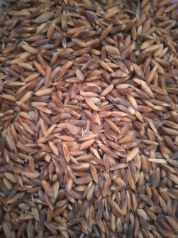  غلات | برنج شلتوک