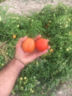  صیفی | گوجه پروبیوم
