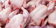  مواد پروتئینی | فرآورده گوشتی مرغ  منجمد