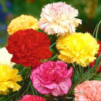  بذر و نهال | بذر ارزان ترین قیمت بذر گل های زینتی بذر انواع گل