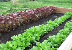  بذر و نهال | بذر ارزان ترین قیمت بذر سبزی سبزیجات ، انواع بذر سبزیجات برای باغچه و گلخانه
