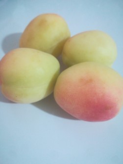  میوه | زردآلو شاهرودی