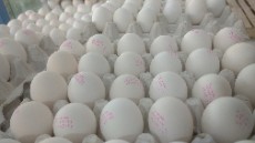  مواد پروتئینی | تخم مرغ تخم مرغ سفید صدرا