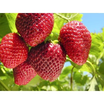  میوه | توت فرنگی توتفرنگی پاروس ارگانیک
