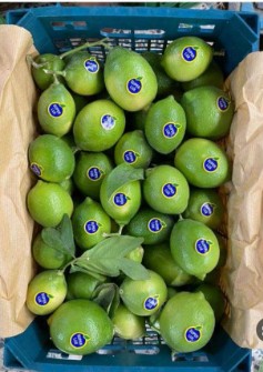  میوه | لیمو ترش لیموعمانی