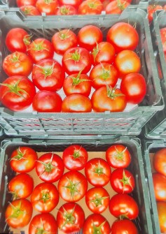  صیفی | گوجه گوجه فرنگی گلخانه ای صادراتی
