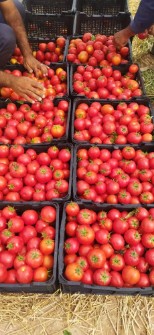  صیفی | گوجه گوجه گلخونه و زمینی صادراتی