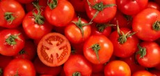  صیفی | گوجه گوجه مرغوب صادرات