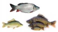  مواد پروتئینی | ماهی بچه ماهی آمور