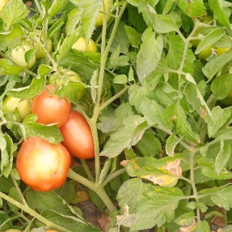  صیفی | گوجه گوجه ربی