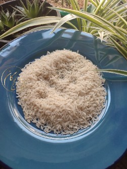  غلات | برنج هاشمی گیلان