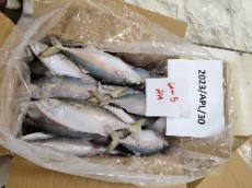  مواد پروتئینی | ماهی ماهی طلال