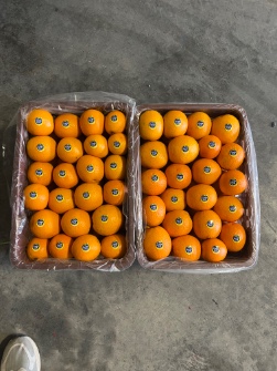  میوه | پرتقال پرتقال