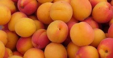  میوه | زردآلو انواع زردالو تخ گردی فلکه ای