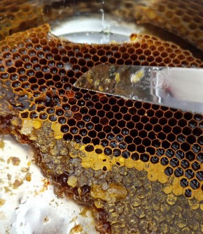  دامپروری | عسل عسل گون