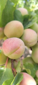  میوه | زردآلو عسکر آباد. شاهرودی