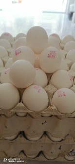  مواد پروتئینی | تخم مرغ صادراتی و متوسط و ضعیف