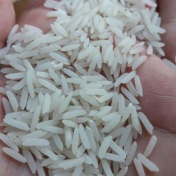  غلات | برنج برنج تیسا از ارقام محلی و بومی طارم و بهنام