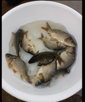  مواد پروتئینی | ماهی ماهی کپور 300 گرم