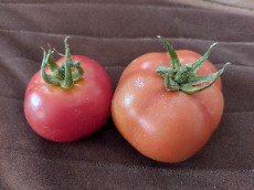  صیفی | گوجه گوجه فرنگی گلخانه ای رقم ازمیر